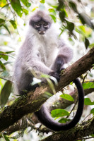 White-thighed surili (Presbytis siamensis)