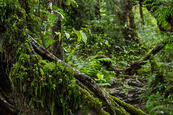 Cameron Highlands Jungle