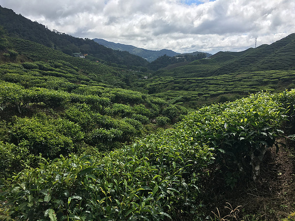 Bharat Tea Plantation