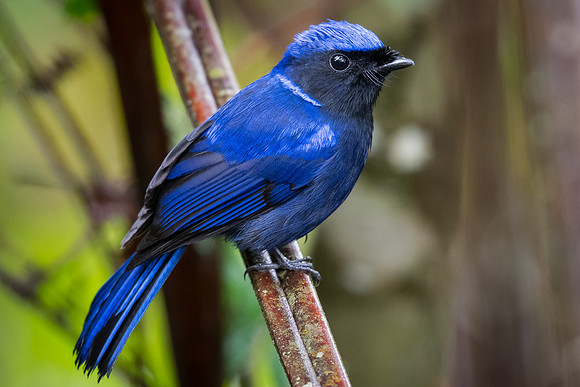 Large niltava (Niltava grandis)