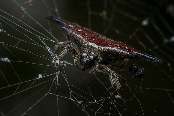 Parallel-spined spiny orbweaver (Gasteracantha diardi)