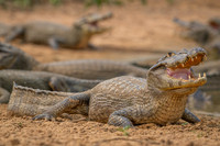 Jacare Caiman (Caiman yacare)