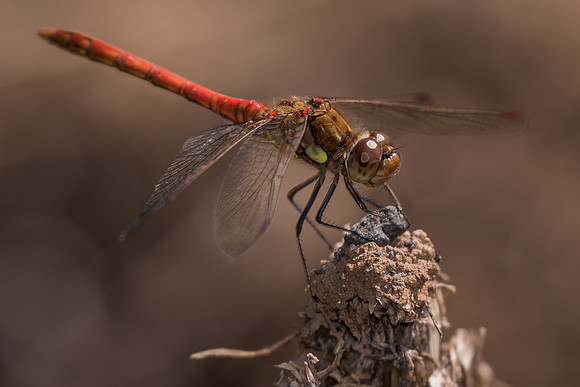 Common darter (Sympetrum striolatum)
