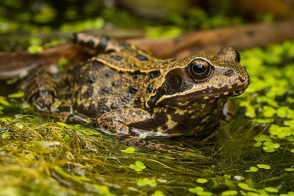 Common frog (Rana temporaria)