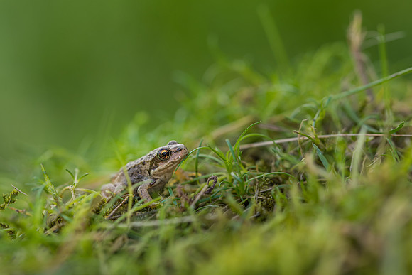 Common frog (Rana temporaria)