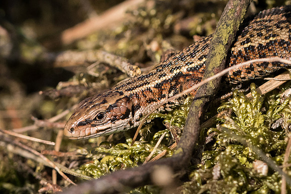 Common lizard (Zootoca vivipara)