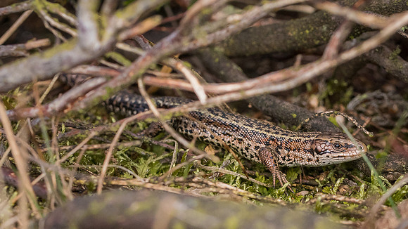 Common lizard (Zootoca vivipara)
