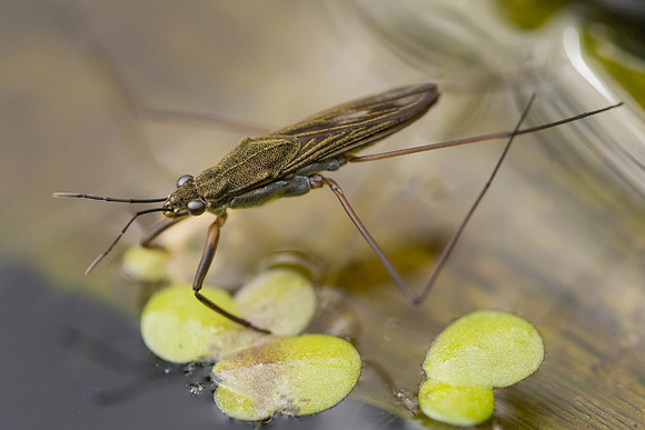 Common pond skater (Gerris lacustris)