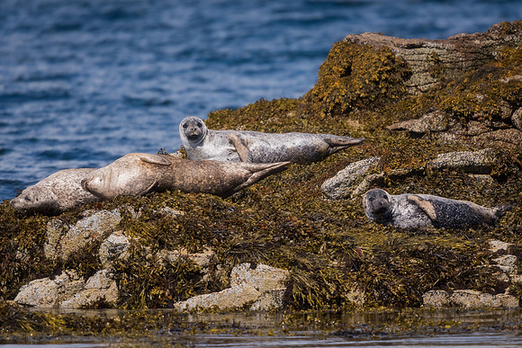 Common seal (Phoca vitulina)