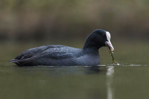 Coot (Fulica atra)