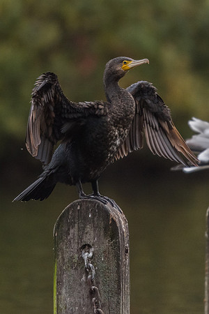 Cormorant (Phalacrocorax carbo)