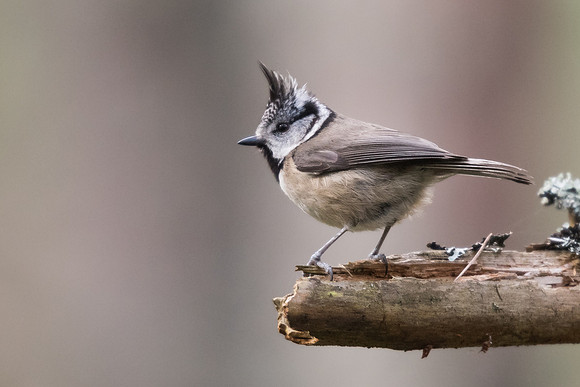 Crested tit (Lophophanes cristatus)