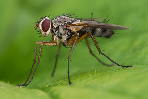 Dexiosoma caninum