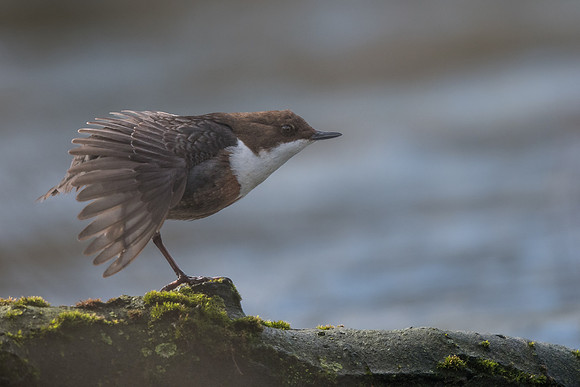 Dipper (Cinclus cinclus)