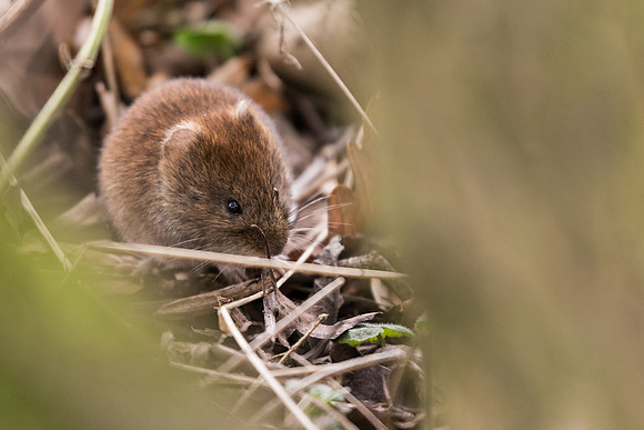 Vole