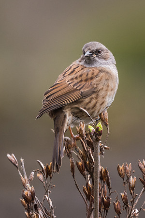 Dunnock (Prunella modularis)