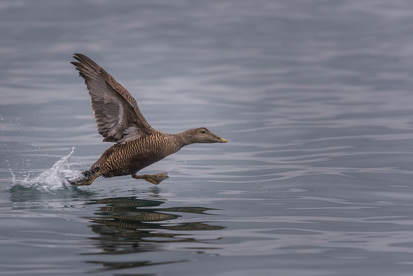 Eider (Somateria mollissima)