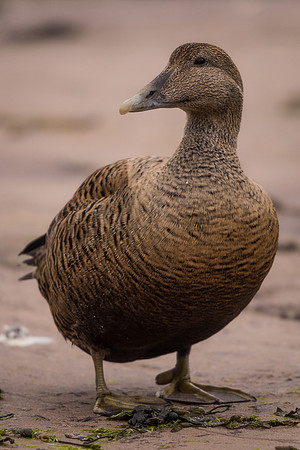 Eider (Somateria mollissima)