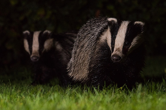 European badger (Meles meles)