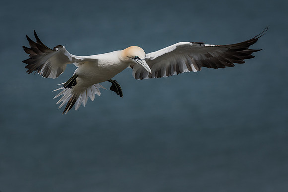 Gannet (Morus bassanus)
