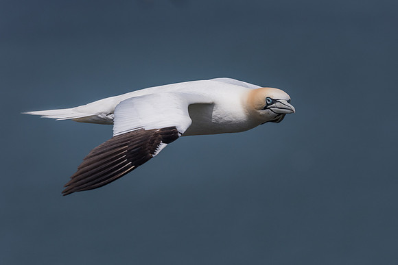 Gannet (Morus bassanus)