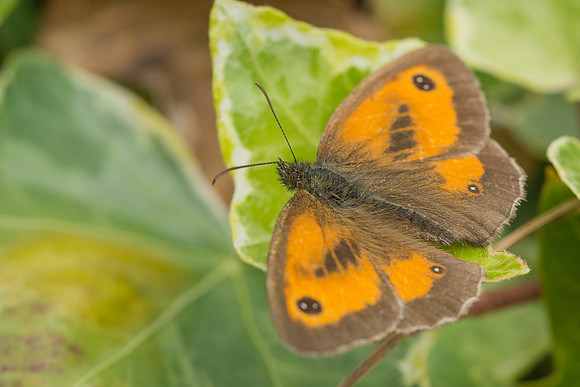 Gatekeeper (Pyronia tithonus)