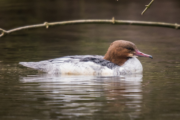 Goosander (Mergus merganser)