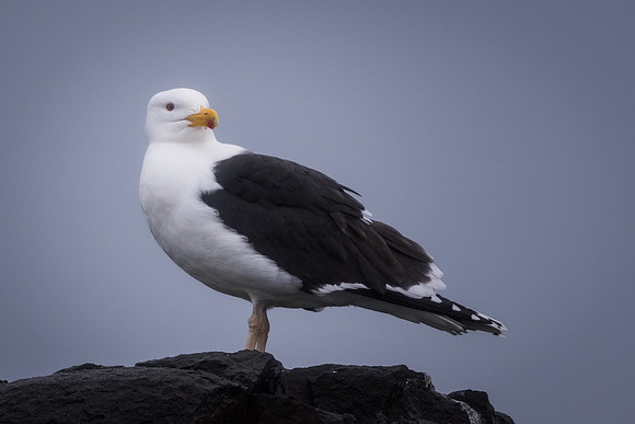 Great black-backed gull (Larus marinus)