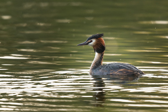 Great crested grebe (Podiceps cristatus)