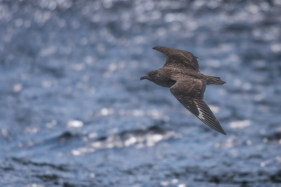Great skua (Stercorarius skua)