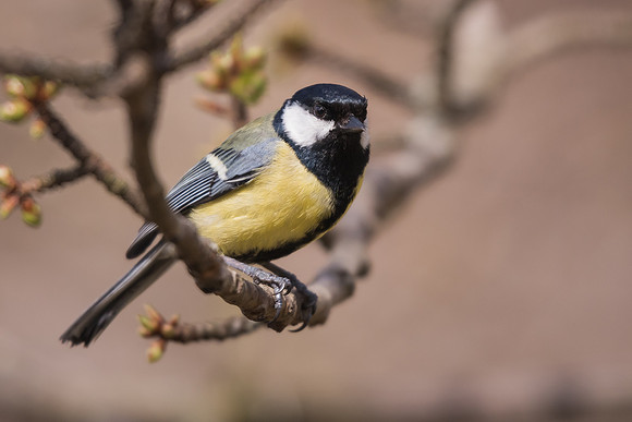Great tit (Parus major)