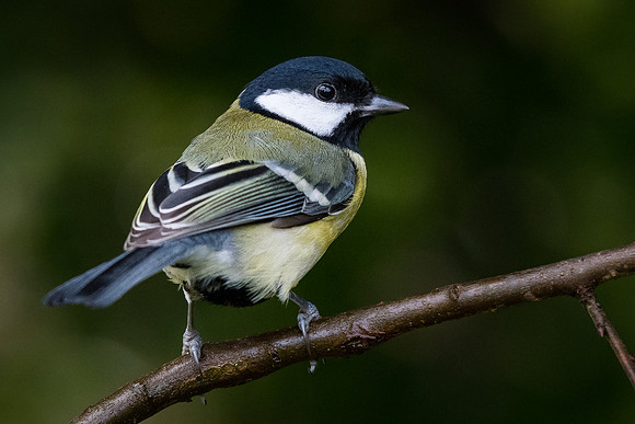 Great tit (Parus major)