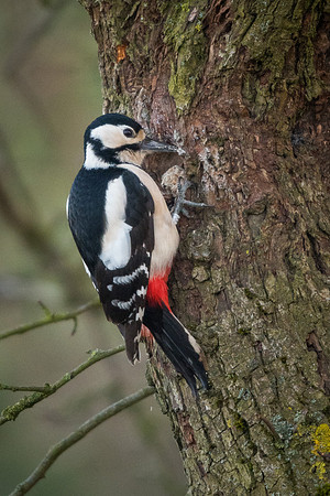 Greater spotted woodpecker (Dendrocopos major)
