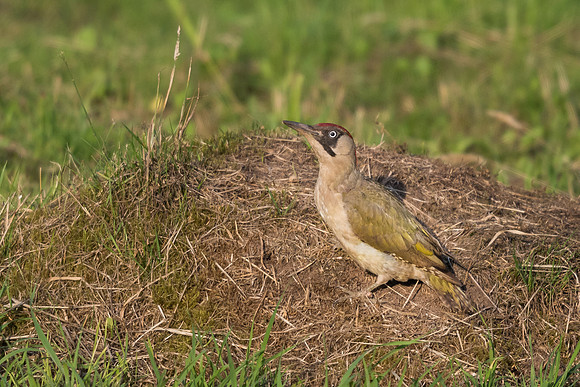 Green woodpecker (Picus viridis)