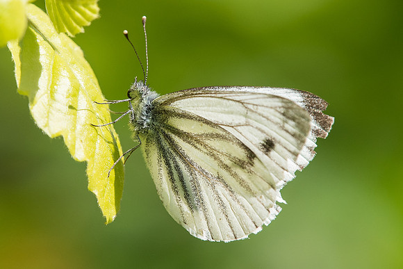 Green-veined white (Pieris napi)