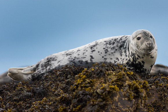 Grey seal (Halichoerus grypus)
