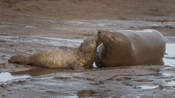 Grey seal (Halichoerus grypus)