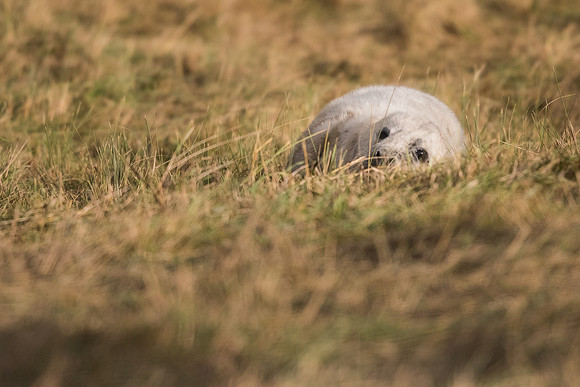 Grey seal (Halichoerus grypus)
