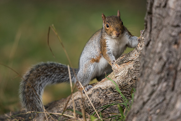 Grey squirrel (Sciurus carolinensis)