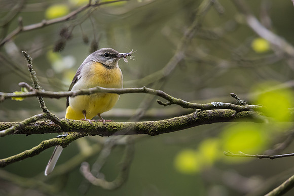 Grey wagtail (Motacilla cinerea)