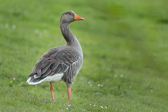 Greylag goose (Anser anser)