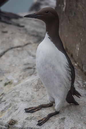 Guillemot (Uria aalge)