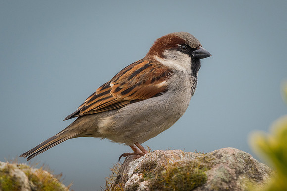 House sparrow (Passer domesticus)