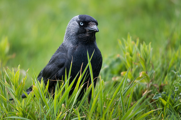 Jackdaw (Corvus monedula)