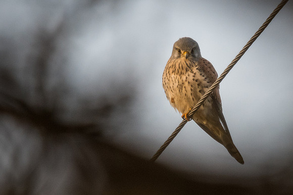 Kestrel (Falco tinnunculus)