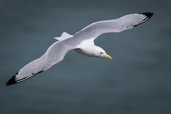 Kittiwake (Rissa tridactyla)