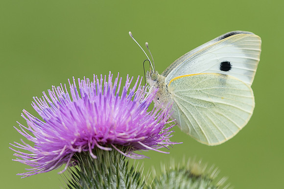 Large white (Pieris brassicae)