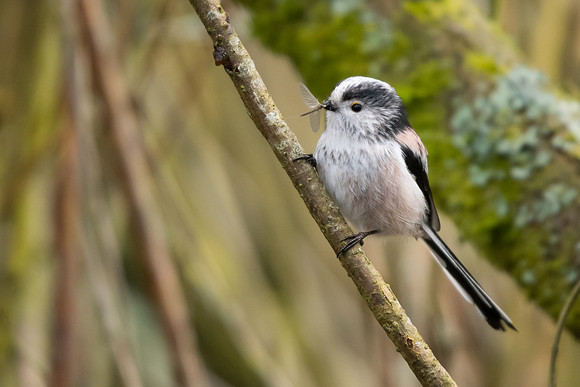 Long-tailed tit (Aegithalos caudatus)