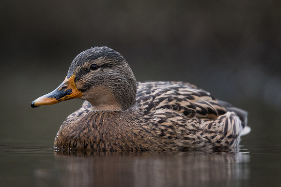 Mallard (Anas platyrhynchos)