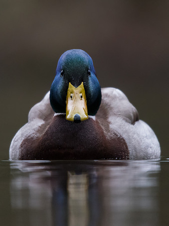 Mallard (Anas platyrhynchos)
